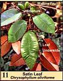 Satin Leaf