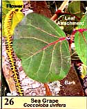 Sea Grape