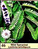 Wild Tamarind