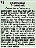 Text box for Snakebark, Colubrina arborescens.