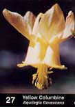 Photo of Yellow Columbine as it appears in guide.