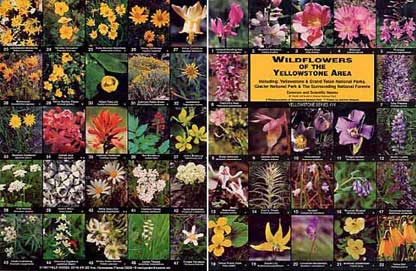 Outside view of Wildflowers of the Yellowstone Area when open.