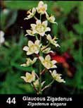 Photo of Glaucous Zigadenus as it appears in guide.