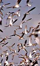 Shorebirds in mass flight at Everglades National Park.