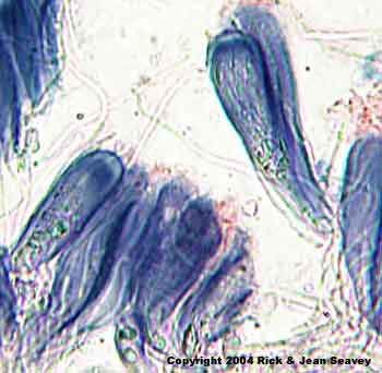 Haemmatoma persoonii ascus.