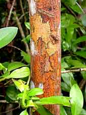 Lichens, including Graphis afzelii, on Paradise Tree (Simarouba glauca) on inland hammock edge.