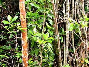 Hammock interior with thin trunks of Myrsine (Rapanea punctata) and associated patches of lichens.