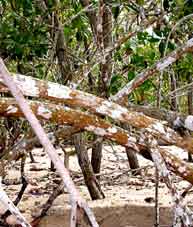 The dark orange patches are the lichen Pyrenula cerina, a common associate of mangrove roots on the shores of Florida Bay.