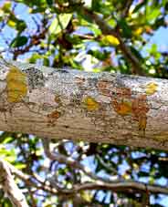  Pyrenula ochraceoflavens, P. cerina and Trypethelium eluteriae are among several lichens represented on this branch of Blackbead (Pithecellobium keyense).