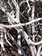 More distant photo of another Blackbead lichen encrusted branch.