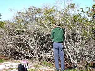 More than eight species of lichen were found on this one clump of Blackbead.