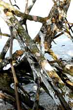 Lichens on Red Mangrove (Rhizophora mangle) roots on East Cape Sable, Everglades National Park.