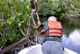 At the upper region of Rookery Branch fresh water begins to replace salt water. Even though the mangrove species are the same as those found on the shores of Florida Bay, the lichens associated with them are different.