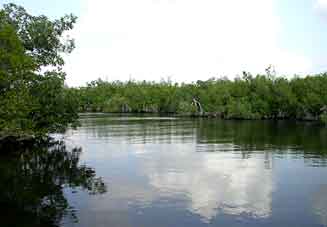 Rookery Branch and its rich lichen flora are accessible only by boat.