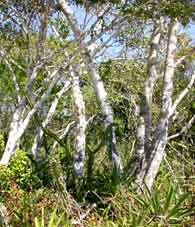 Lichens on Spanish Stopper ( Eugenia foetida) in edge of seaside hammock on East Cape Sable, ENP. Pyrenolichens are especially common on this tree.