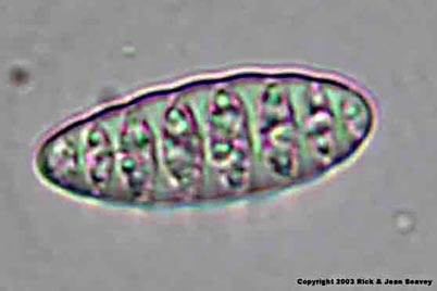 Letrouitia domingensis spore.