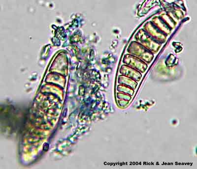 Arthonia platygraphidea spores.