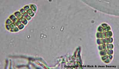 Mycoporum acervatum spores.