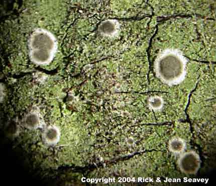 Byssoloma leucoblepharum thallus and apothecia.