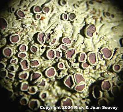 Dirinaria purepurescens thallus.