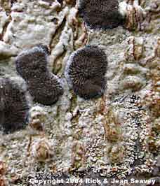 Glyphis cicatricosa thallus close-up.