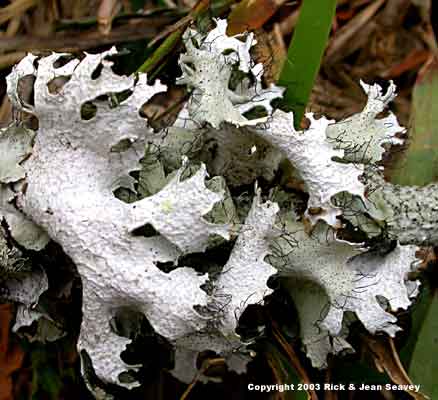 Parmotrema rigidum thallus.