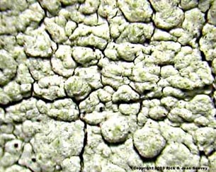 Pertusaria xanthodes thallus.