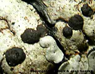 Coccocarpia erythroxyli thallus and apothecia.