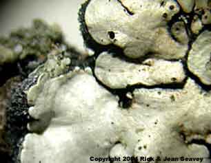 Coccocarpia erythroxyli thallus and tomentum.
