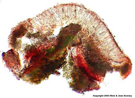 Letrouitia domingensis thin section.