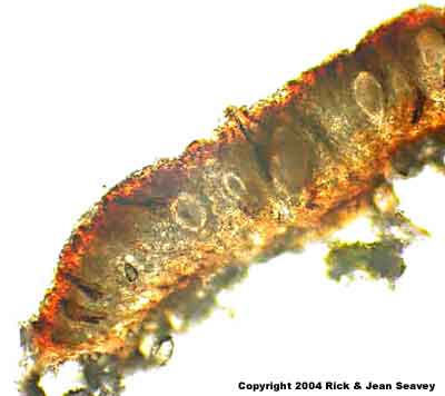 Arthonia platyspilea thin section.