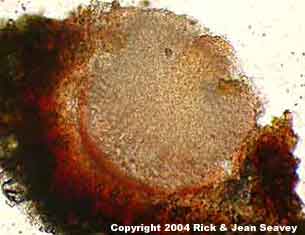 Clathroporina subpungens K stained thin section.