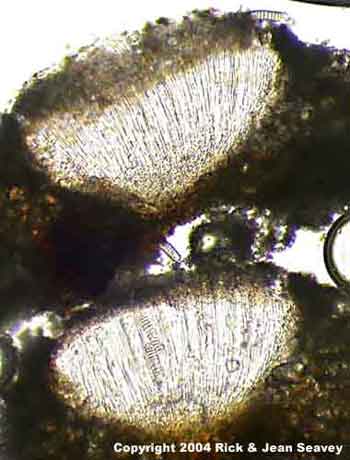 Diorygma poitaei thin section.