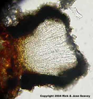 Graphis librata thin section.