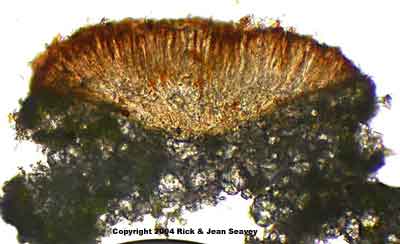 Haemmatoma persoonii thin section.