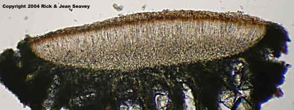 Lecanora argentata thin section.