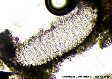 Myriotrema glauculum thin section.