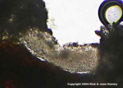 Myriotrema rugiferum thin section.