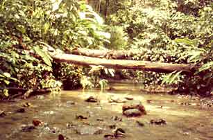 Log bridge over river in Corcovado National Park, Costa Rica.