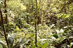 Forest vegetation at Corcovado National Park, Costa Rica.