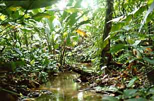 Forest vegetation at Corcovado National Park, Costa Rica.