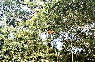 Spider monkey in Corcovado National Park, Costa Rica.