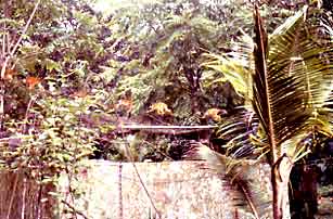 Squirrel monkeys in Corcovado National Park, Costa Rica.