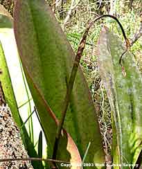 Wilted flower stalk of mule ear orchid, Oncidium undulatum.