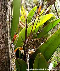 Wilted flower stalks of mule ear orchid, Oncidium undulatum.