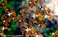 Close-up of mule ear orchid, Oncidium undulatum, flowers.