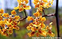 Close-up of mule ear orchid, Oncidium undulatum, flowers.