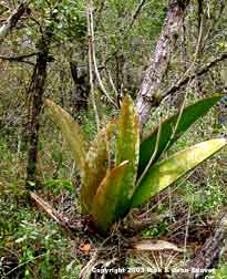 Mule ear orchid, Oncidium undulatum, plant.
