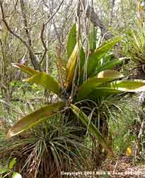 Mule ear orchid, Oncidium undulatum, plant.