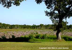 After Brazilian pepper was chipped in Flamingo, Everglades National Park.